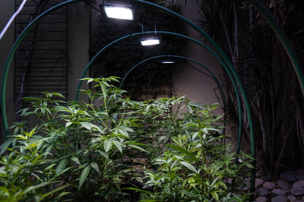 outdoor-growing-potted-marijuana-with-professional-lights-selective-focus